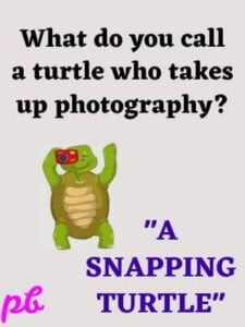 50+ Best Turtle Puns That Are Turtley Amazing | Sea | Love | 2024 ...