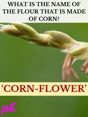 Corn flower puns