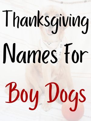 Thanksgiving Pet Names For Boy Dogs