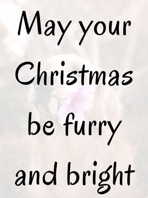 funny christmas dog quotes