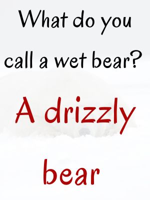 cute bear puns